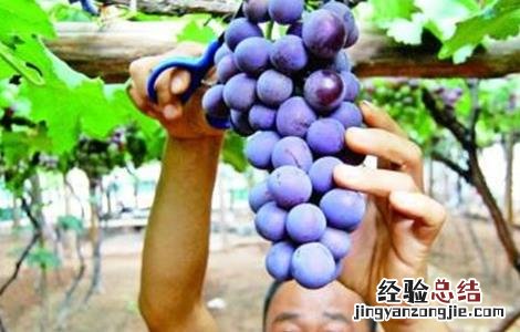 巨峰葡萄一般几月上市 巨峰葡萄几月份成熟上市