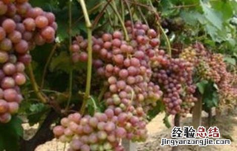 葡萄种植的自然条件有哪些 葡萄种植的自然条件