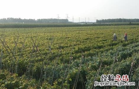 葡萄种植的自然条件有哪些 葡萄种植的自然条件