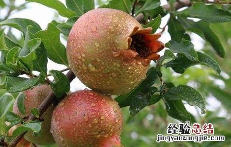 石榴种植的注意事项有哪些 石榴种植的注意事项