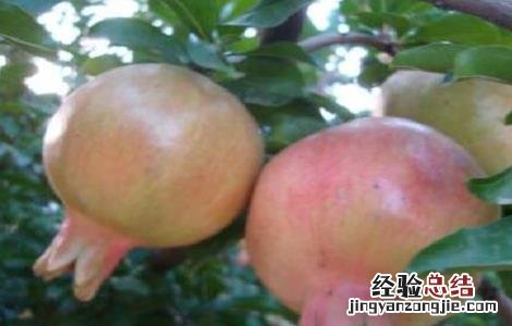 石榴种植的注意事项有哪些 石榴种植的注意事项