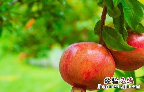 石榴种植的注意事项有哪些 石榴种植的注意事项