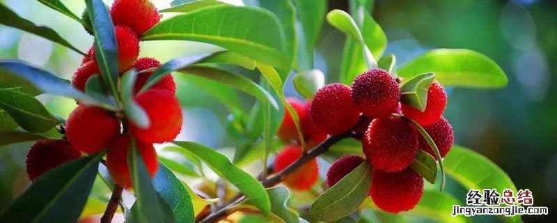 种植杨梅的技术指导 杨梅种植技术和管理