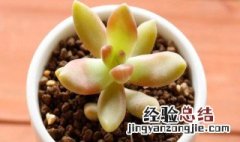 胧月多肉掉叶子怎么办 多肉铭月掉叶子怎么办