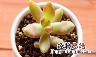 胧月多肉掉叶子怎么办 多肉铭月掉叶子怎么办