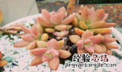 铭月的功效与作用