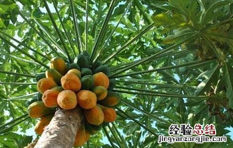木瓜怎么种植才能高产 木瓜怎样种植?木瓜种植的方法
