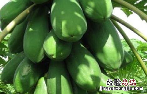 木瓜怎么种植才能高产 木瓜怎样种植?木瓜种植的方法