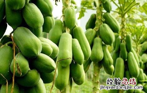 木瓜怎么种植才能高产 木瓜怎样种植?木瓜种植的方法