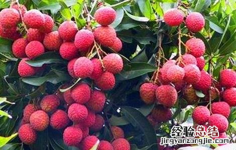 如何提高荔枝的产量和产量 如何提高荔枝的产量