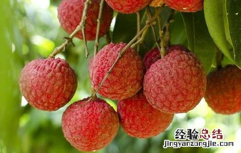 如何提高荔枝的产量和产量 如何提高荔枝的产量