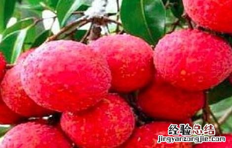 如何提高荔枝的产量和产量 如何提高荔枝的产量