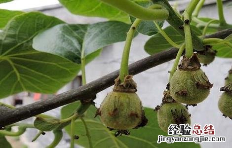 猕猴桃授粉方式 猕猴桃人工授粉的原因与方法