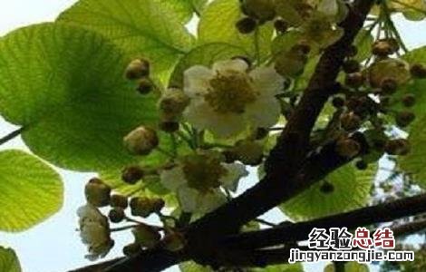 猕猴桃授粉方式 猕猴桃人工授粉的原因与方法