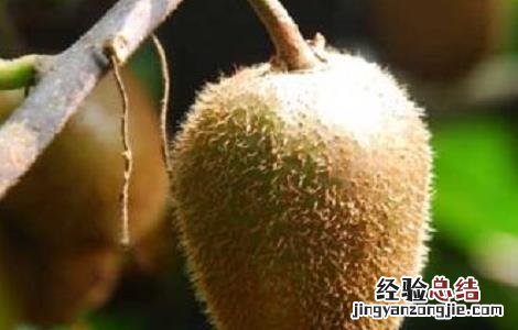 猕猴桃授粉方式 猕猴桃人工授粉的原因与方法