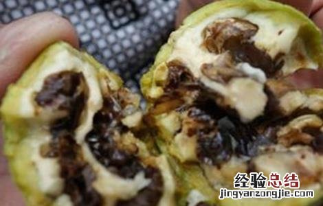 核桃常见的病害及防治方法 核桃的病虫与防治