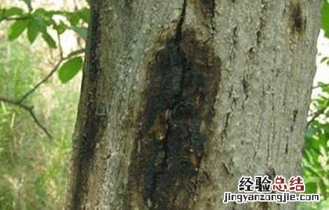 核桃常见的病害及防治方法 核桃的病虫与防治