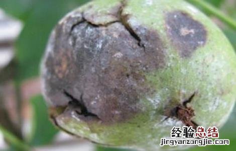核桃常见的病害及防治方法 核桃的病虫与防治