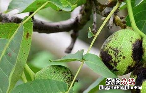 核桃常见的病害及防治方法 核桃的病虫与防治