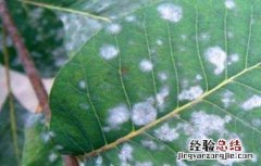 核桃常见的病害及防治方法 核桃的病虫与防治