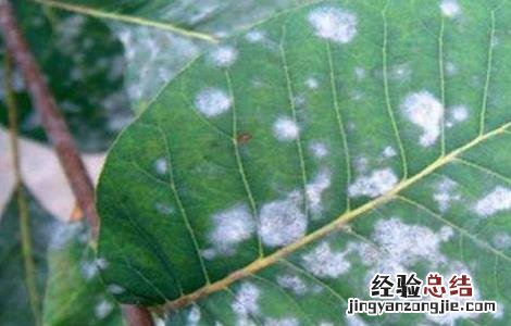 核桃常见的病害及防治方法 核桃的病虫与防治