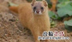 黄鼠狼拜月的科学解释:黄鼠狼拜月的灵性故事 黄鼠狼拜月的科学解释