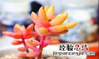 铭月多肉怎么养 铭月多肉怎么养护