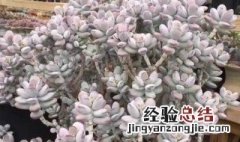 乒乓福娘怎么养能出锦 乒乓福娘锦能叶插吗?
