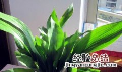 蜘蛛抱蛋怎么养护 蜘蛛抱蛋怎么养护