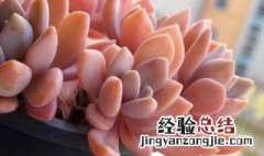 冬美人和胧月的区别 冬美人与胧月的区别
