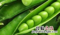嫩豌豆怎么保存才新鲜 新鲜豌豆如何保鲜