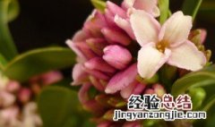 瑞香花怎么养 瑞香花怎么养才开花