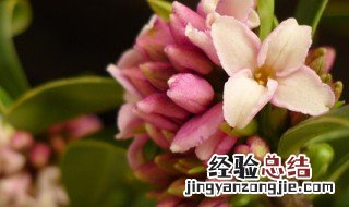 瑞香花怎么养 瑞香花怎么养才开花