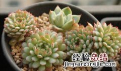 小红衣多肉用什么盆养 小红衣多肉怎么繁殖