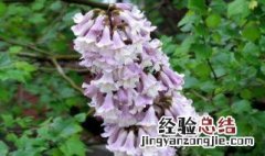 泡桐树的生长周期 泡桐树的寿命