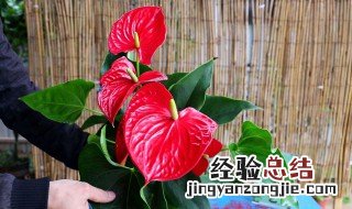 南洋杉打顶后分叉吗 南洋杉如何打顶