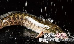 黑鱼怎么放保持新鲜 活黑鱼怎么保鲜存放