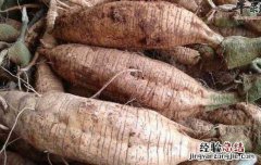 紫葛根的功效和作用 紫葛根的功效和作用副作用