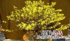 连翘可以在家盆栽吗 连翘可以做盆景吗