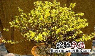 连翘可以在家盆栽吗 连翘可以做盆景吗