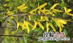连翘果实什么时候采摘 连翘果子几月成熟