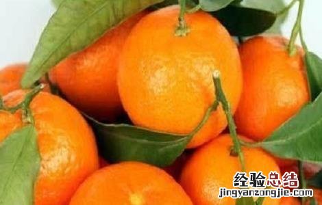 沙糖桔盆栽管理 沙糖桔的果园种植技术及管理方法