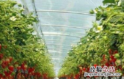 草莓最新无土种植技术 草莓无土种植技术 PPT