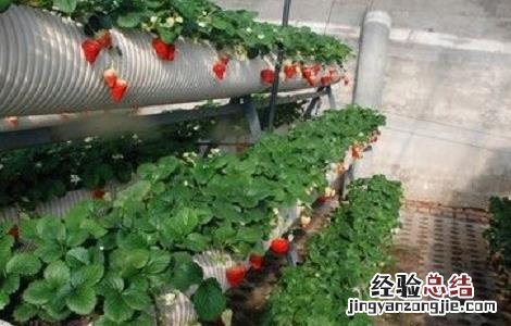 草莓最新无土种植技术 草莓无土种植技术 PPT