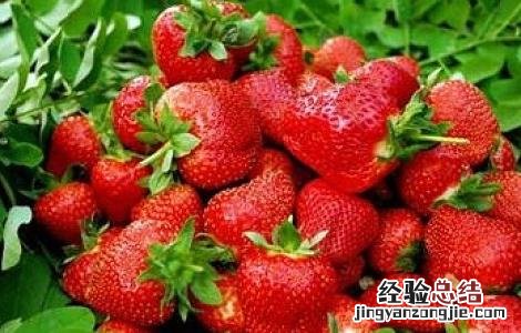 草莓最新无土种植技术 草莓无土种植技术 PPT