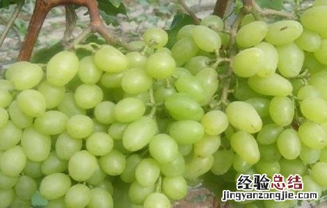 青提在什么时候成熟上市 青提几月份下市