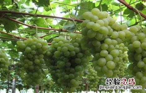 青提在什么时候成熟上市 青提几月份下市