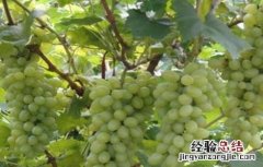 青提在什么时候成熟上市 青提几月份下市