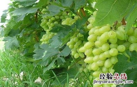 青提在什么时候成熟上市 青提几月份下市