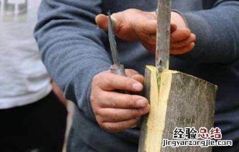 核桃树苗的嫁接方法 嫁接核桃树苗的方法和技术